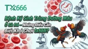 Bệnh Ký Sinh Trùng Đường Máu Ở Gà Đá – Những Điều Cần Biết Khi Chơi tx666
