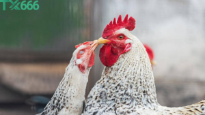 Bí Kíp Giữ Tâm Lý Ổn Định Khi Cá Cược Đá Gà tx666