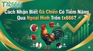 Cách Nhận Biết Gà Chiến Có Tiềm Năng Qua Ngoại Hình Trên tx666
