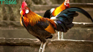 Đá Gà Online tx666 Mang Lại Trải Nghiệm Gì Cho Người Chơi?