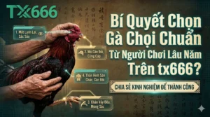 Bí Quyết Chọn Gà Chọi Chuẩn Từ Người Chơi Lâu Năm Trên tx666