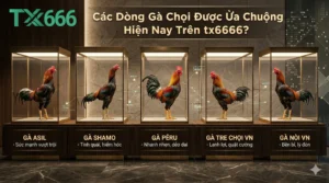 Các Dòng Gà Chọi Được Ưa Chuộng Hiện Nay Trên tx666