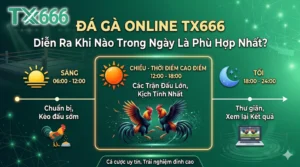 Đá Gà Online tx666 Diễn Ra Khi Nào Trong Ngày Là Phù Hợp Nhất?