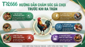 Hướng Dẫn Chăm Sóc Gà Chọi Trước Khi Ra Trận tx666