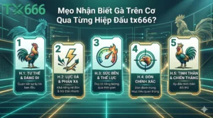 Mẹo Nhận Biết Gà Trên Cơ Qua Từng Hiệp Đấu tx666
