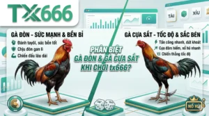 Gà Đòn Và Gà Cựa Sắt Khác Nhau Như Thế Nào Khi Chơi tx666?