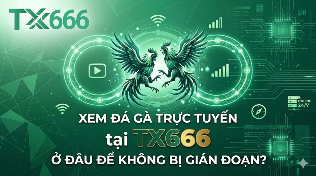 Nên Xem Đá Gà Trực Tuyến tx666 Ở Đâu Để Không Bị Gián Đoạn?